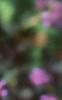 Verbena bonariensis, flowers