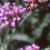 Verbena bonariensis, flowers