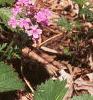 Glandularia canadensis, habit