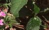 Glandularia canadensis, habit