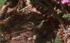 Glandularia canadensis, habit