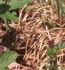 Glandularia canadensis, habit