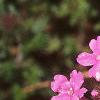 Glandularia canadensis, flowers