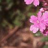 Glandularia canadensis, flowers