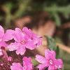 Glandularia canadensis, flowers