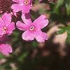 Glandularia canadensis, flowers