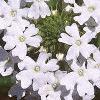 Glandularia canadensis 'Alba', flowers