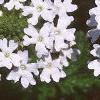Glandularia canadensis 'Alba', flowers