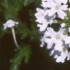 Glandularia canadensis 'Alba', flowers