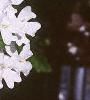 Glandularia canadensis 'Alba', flowers