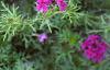 Verbena 'Homestead Purple', habit