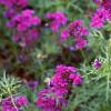 Verbena 'Homestead Purple', habit