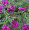 Verbena 'Homestead Purple', habit