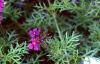 Verbena 'Homestead Purple', habit