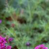 Verbena 'Homestead Purple', habit