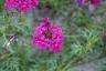 Verbena 'Homestead Purple', habit