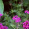 Verbena 'Homestead Purple', habit