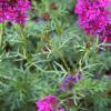Verbena 'Homestead Purple', habit