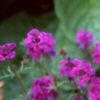 Verbena 'Homestead Purple', habit