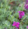 Verbena 'Homestead Purple', habit