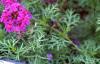 Verbena 'Homestead Purple', habit
