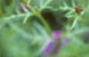 Verbena 'Homestead Purple', flowers