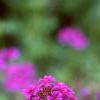 Verbena 'Homestead Purple', flowers