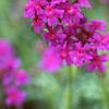 Verbena 'Homestead Purple', flowers