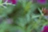 Verbena 'Homestead Purple', flowers