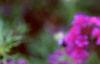 Verbena 'Homestead Purple', flowers
