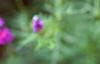 Verbena 'Homestead Purple', flowers