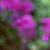 Verbena 'Homestead Purple', flowers