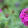 Verbena 'Homestead Purple', flowers
