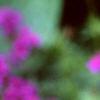 Verbena 'Homestead Purple', flowers