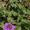 Verbena 'Homestead Purple', flowers