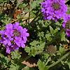 Verbena 'Homestead Purple', flowers