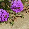 Verbena 'Homestead Purple', flowers