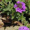 Verbena 'Homestead Purple', flowers