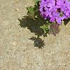 Verbena 'Homestead Purple', flowers
