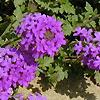 Verbena 'Homestead Purple', flowers