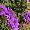 Verbena 'Homestead Purple', flowers