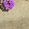 Verbena 'Homestead Purple', flowers
