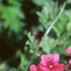 Verbena 'Sissinghurst', flowers