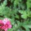 Verbena 'Sissinghurst', flowers