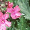 Verbena 'Sissinghurst', flowers