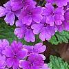 Verbena 'Superbena Dark Blue', flowers