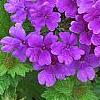 Verbena 'Superbena Dark Blue', flowers