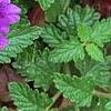 Verbena 'Superbena Dark Blue', flowers