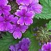 Verbena 'Superbena Dark Blue', flowers