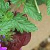 Verbena 'Superbena Dark Blue', flowers